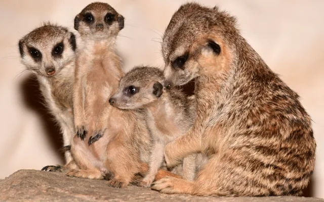 V olomoucké zoo se narodila tři mláďata oblíbených surikat