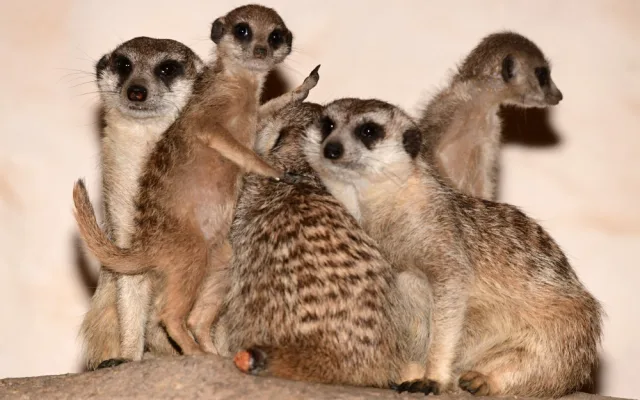V olomoucké zoo se narodila tři mláďata oblíbených surikat