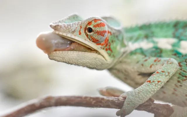V olomoucké zoo mohou návštěvníci nově vidět chameleona pardálího
