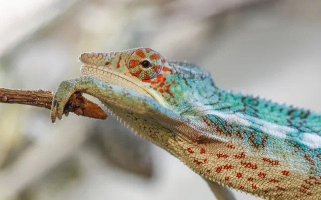V olomoucké zoo mohou návštěvníci nově vidět chameleona pardálího