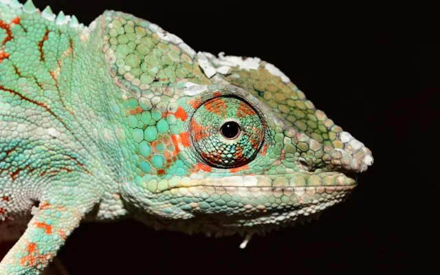V olomoucké zoo mohou návštěvníci nově vidět chameleona pardálího
