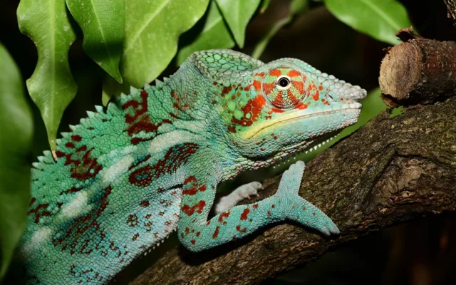 V olomoucké zoo mohou návštěvníci nově vidět chameleona pardálího