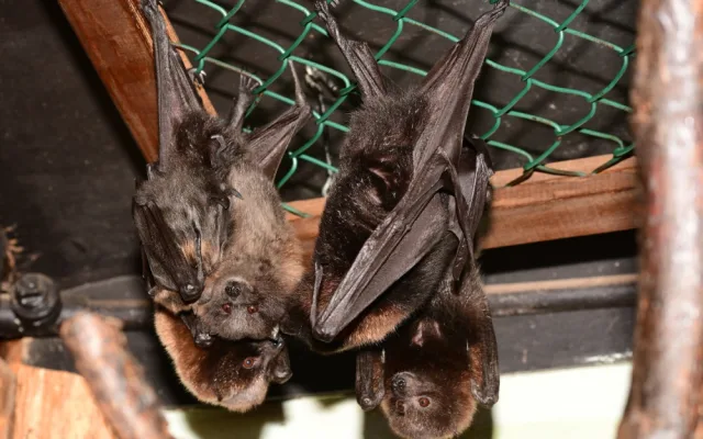 FOTO: Olomoucká zoo hlásí první mláďata nového roku. Kdo si letos připsal prvenství?