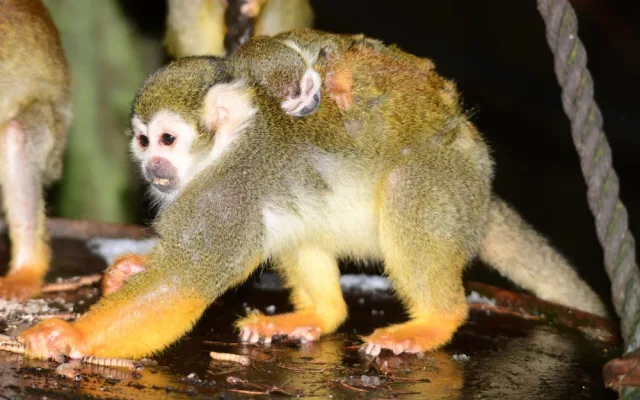 FOTO: Olomoucká zoo hlásí první mláďata nového roku. Kdo si letos připsal prvenství?