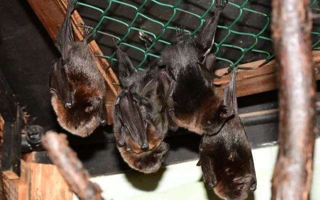 FOTO: Olomoucká zoo hlásí první mláďata nového roku. Kdo si letos připsal prvenství?
