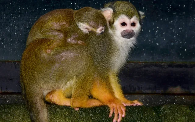 FOTO: Olomoucká zoo hlásí první mláďata nového roku. Kdo si letos připsal prvenství?
