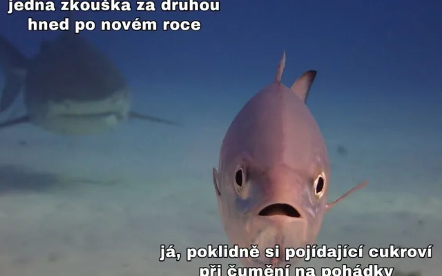 Autorka UPOL memes: Je to obecně důležitější než kdy předtím. Prozradí identitu?
