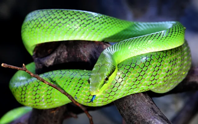 Olomoucká zoo rozšířila expozici s varany, užovkami a leguány