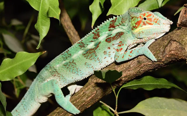 Olomoucká zoo rozšířila expozici s varany, užovkami a leguány