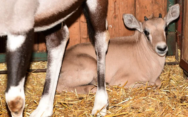 V olomoucké zoologické zahradě se narodilo už sedm antilop. Další jsou na cestě