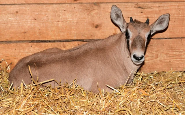 V olomoucké zoologické zahradě se narodilo už sedm antilop. Další jsou na cestě