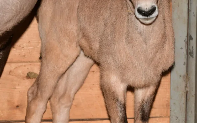 V olomoucké zoologické zahradě se narodilo už sedm antilop. Další jsou na cestě