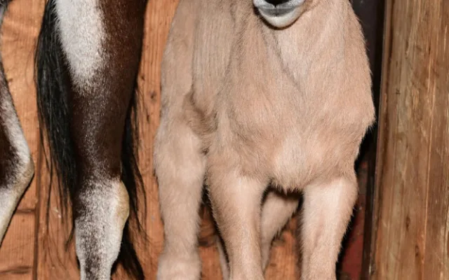 V olomoucké zoologické zahradě se narodilo už sedm antilop. Další jsou na cestě