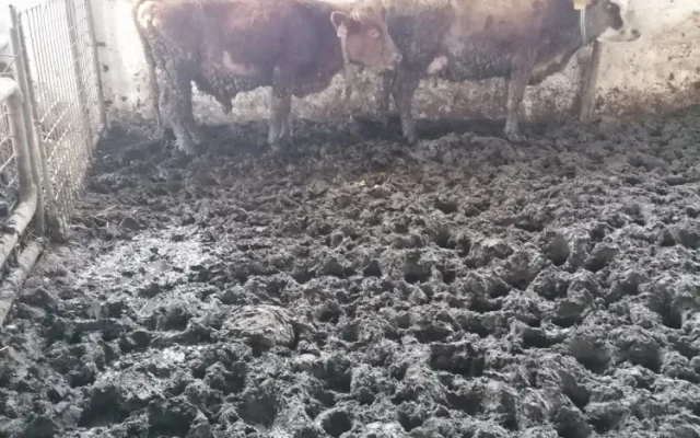 Chovatel jde za týrání skotu na farmě u Hustopečí k soudu. Hrozí mu tři roky