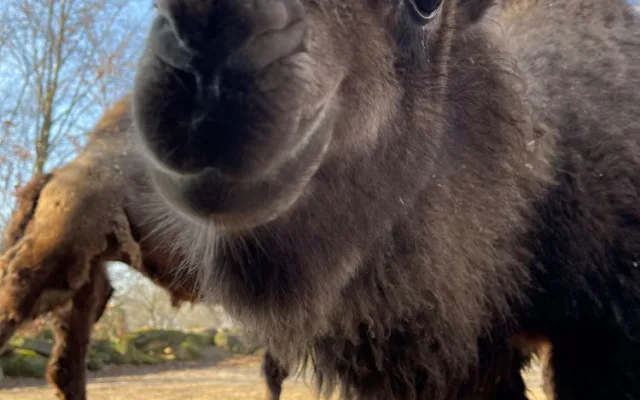 Olomoucká zoologická zahrada přivítala další velbloudí mládě