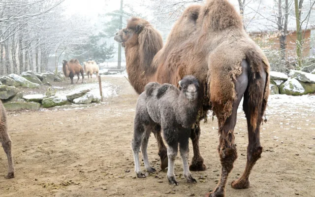 Olomoucká zoologická zahrada přivítala další velbloudí mládě