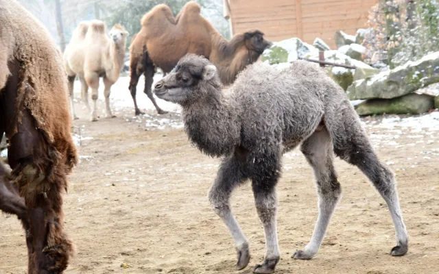 Olomoucká zoologická zahrada přivítala další velbloudí mládě