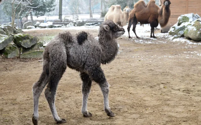 Olomoucká zoologická zahrada přivítala další velbloudí mládě