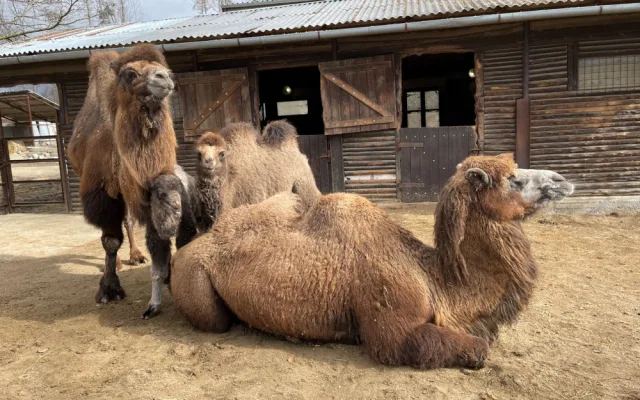 Olomoucká zoologická zahrada přivítala další velbloudí mládě