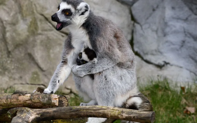 Olomoucká zoo má další mládě lemura. Chová je už téměř deset let