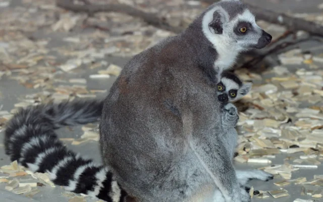 Olomoucká zoo má další mládě lemura. Chová je už téměř deset let