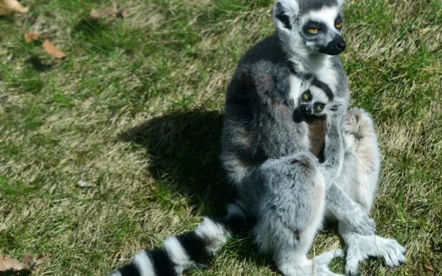 Olomoucká zoo má další mládě lemura. Chová je už téměř deset let