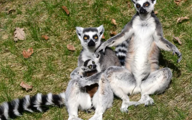 Olomoucká zoo má další mládě lemura. Chová je už téměř deset let