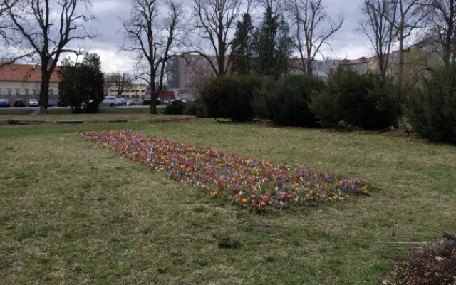 Pestrobarevné květiny na jaře ozdobí několik nových míst v Olomouci
