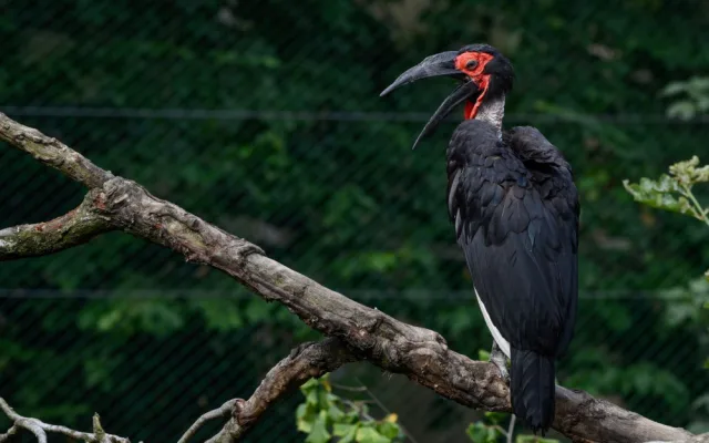 Krmení malých zoborožců v olomoucké zoo připomínalo maňáskové divadlo