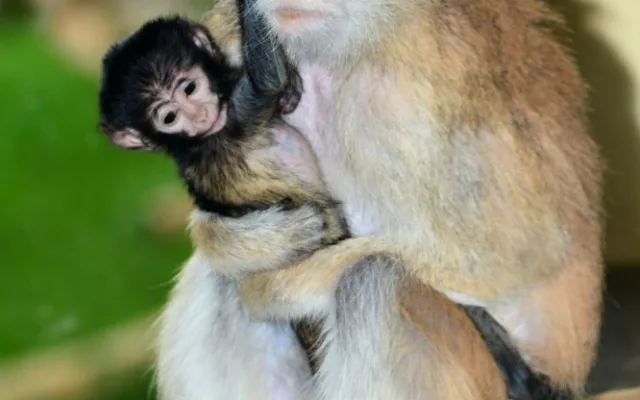 O malého kočkodana se v olomoucké zoo pečlivě stará několik samic