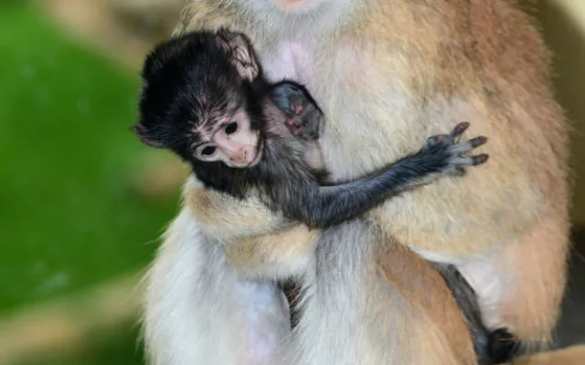 O malého kočkodana se v olomoucké zoo pečlivě stará několik samic