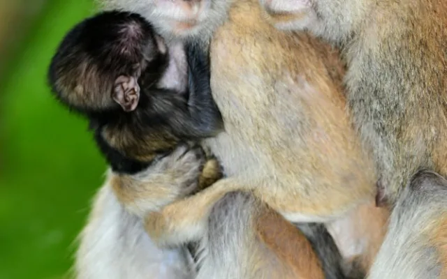 O malého kočkodana se v olomoucké zoo pečlivě stará několik samic
