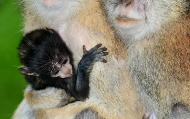 O malého kočkodana se v olomoucké zoo pečlivě stará několik samic