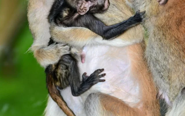 O malého kočkodana se v olomoucké zoo pečlivě stará několik samic
