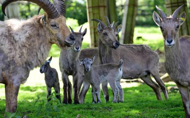 Olomoucká zoo přivítala na svět tři mláďata kozorožce kavkazského