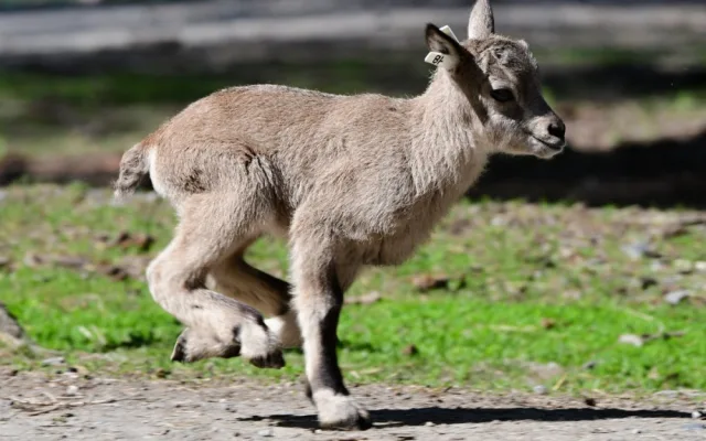 Olomoucká zoo přivítala na svět tři mláďata kozorožce kavkazského
