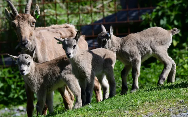 Olomoucká zoo přivítala na svět tři mláďata kozorožce kavkazského