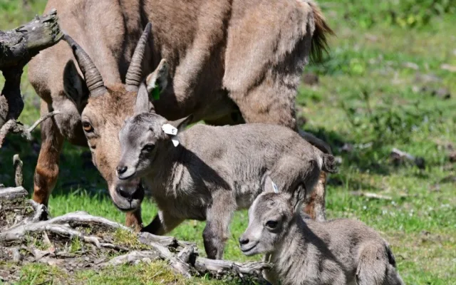 Olomoucká zoo přivítala na svět tři mláďata kozorožce kavkazského
