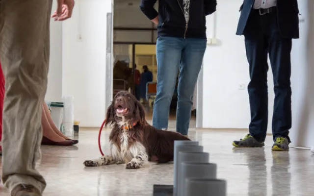 Psi odhalí covid lépe než antigenní test, přesvědčili se olomoučtí lékaři