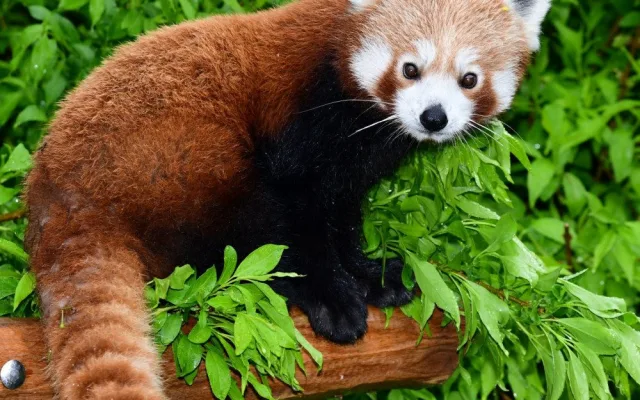 panda 1