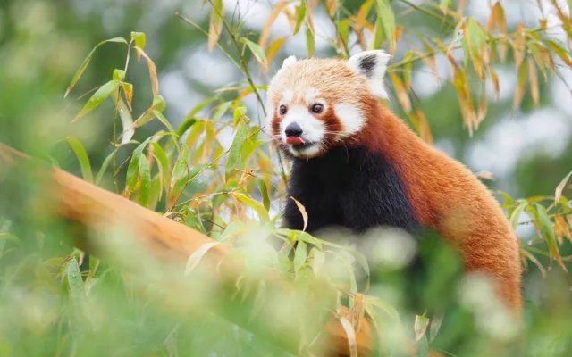 Olomoucká zoo získala z Francie dva samce ohrožené pandy červené