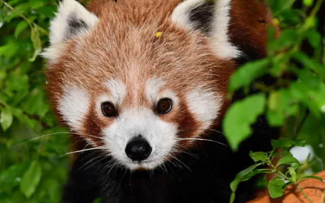 Olomoucká zoo získala z Francie dva samce ohrožené pandy červené