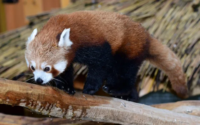 Olomoucká zoo získala z Francie dva samce ohrožené pandy červené