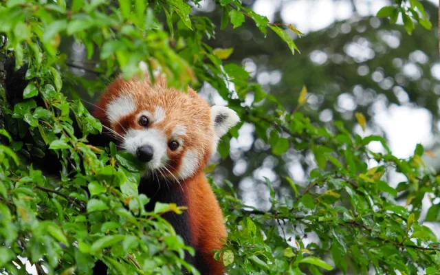Olomoucká zoo získala z Francie dva samce ohrožené pandy červené