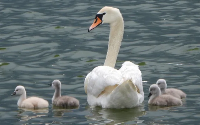 Moravští ornitologové se pustili do plošného mapování hnízdících labutí