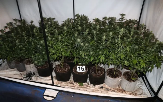Policie na Šumpersku náhodou odhalila pěstírnu konopí. Našla téměř sto padesát rostlin