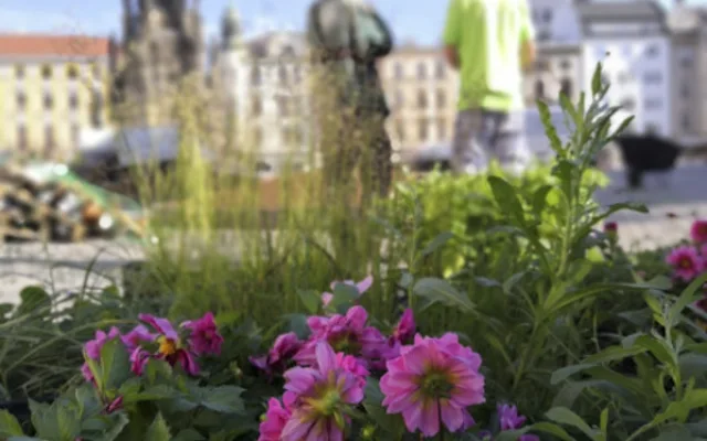 Květinová výzdoba na olomouckém Horním náměstí