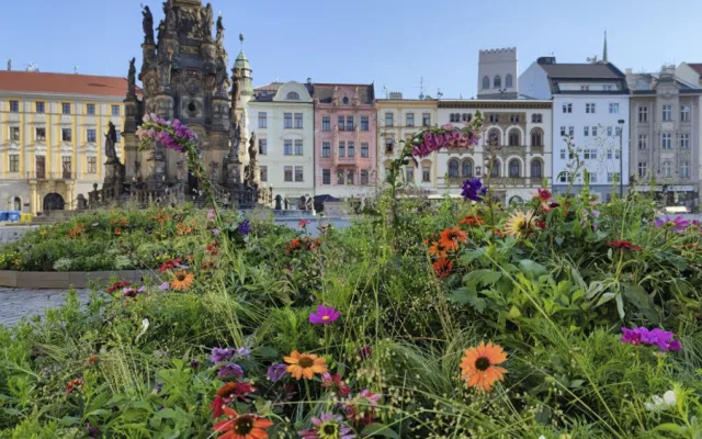 Květinová výzdoba na olomouckém Horním náměstí