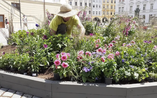 Květinová výzdoba na olomouckém Horním náměstí