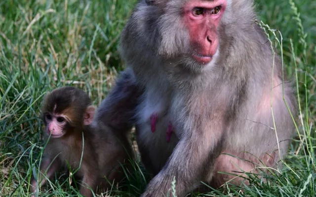 Skupinka chronických útěkářů se rozrostla. V Olomoucké zoo se narodila dvojice makaků